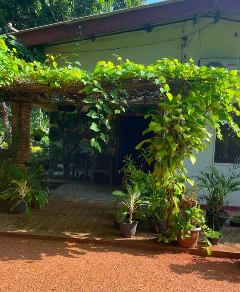 Olivia Homestay Anuradhápura Exteriér fotografie